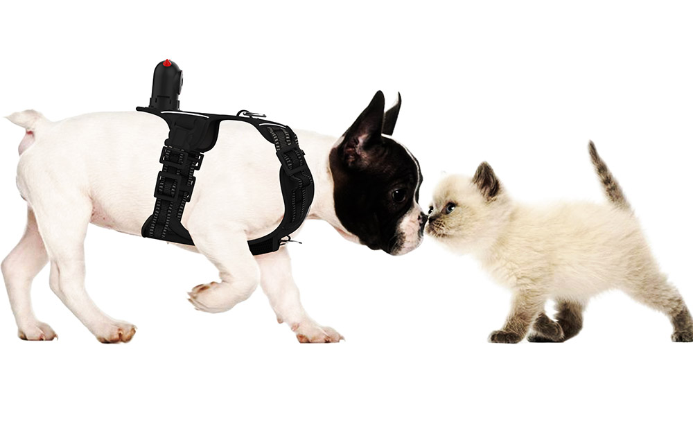 PetNow Smart Pet Camera - POV first person remote dog camera