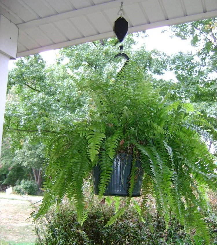 Plant Caddie - Plant Pulley System