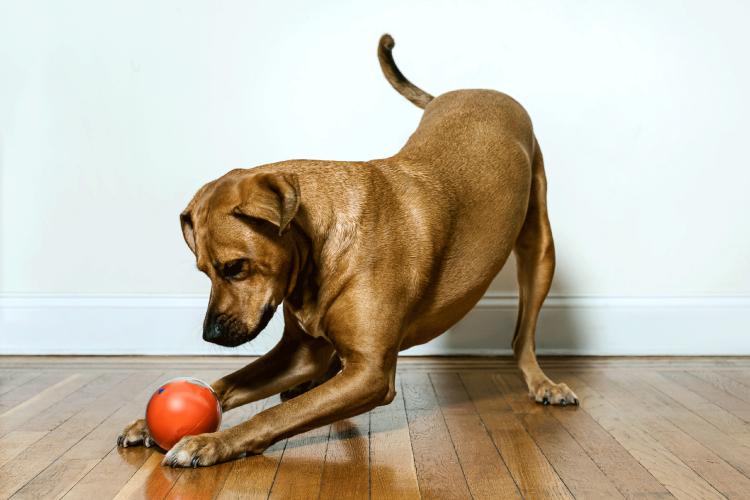 PlayDate Interactive Dog Toy - Doy Toy Ball With Camera Control From Anywhere In The World