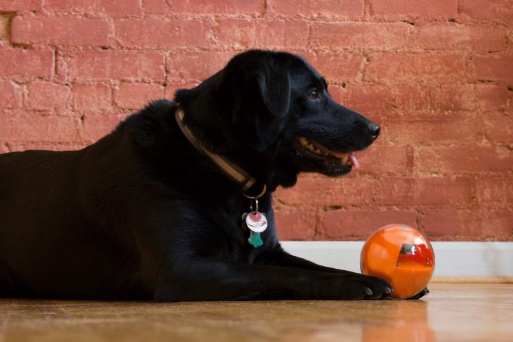 PlayDate Interactive Dog Toy - Doy Toy Ball With Camera Control From Anywhere In The World