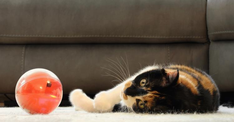 PlayDate Interactive Dog Toy - Doy Toy Ball With Camera Control From Anywhere In The World