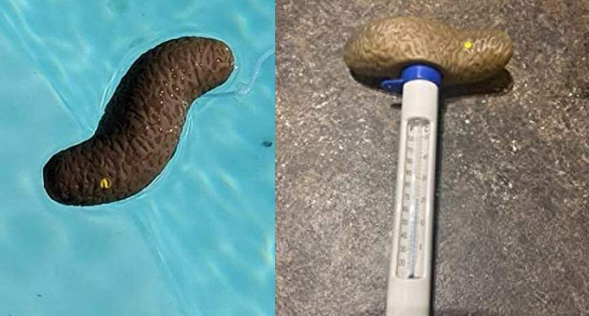 Poop Shaped pool thermometer - poo thermometer