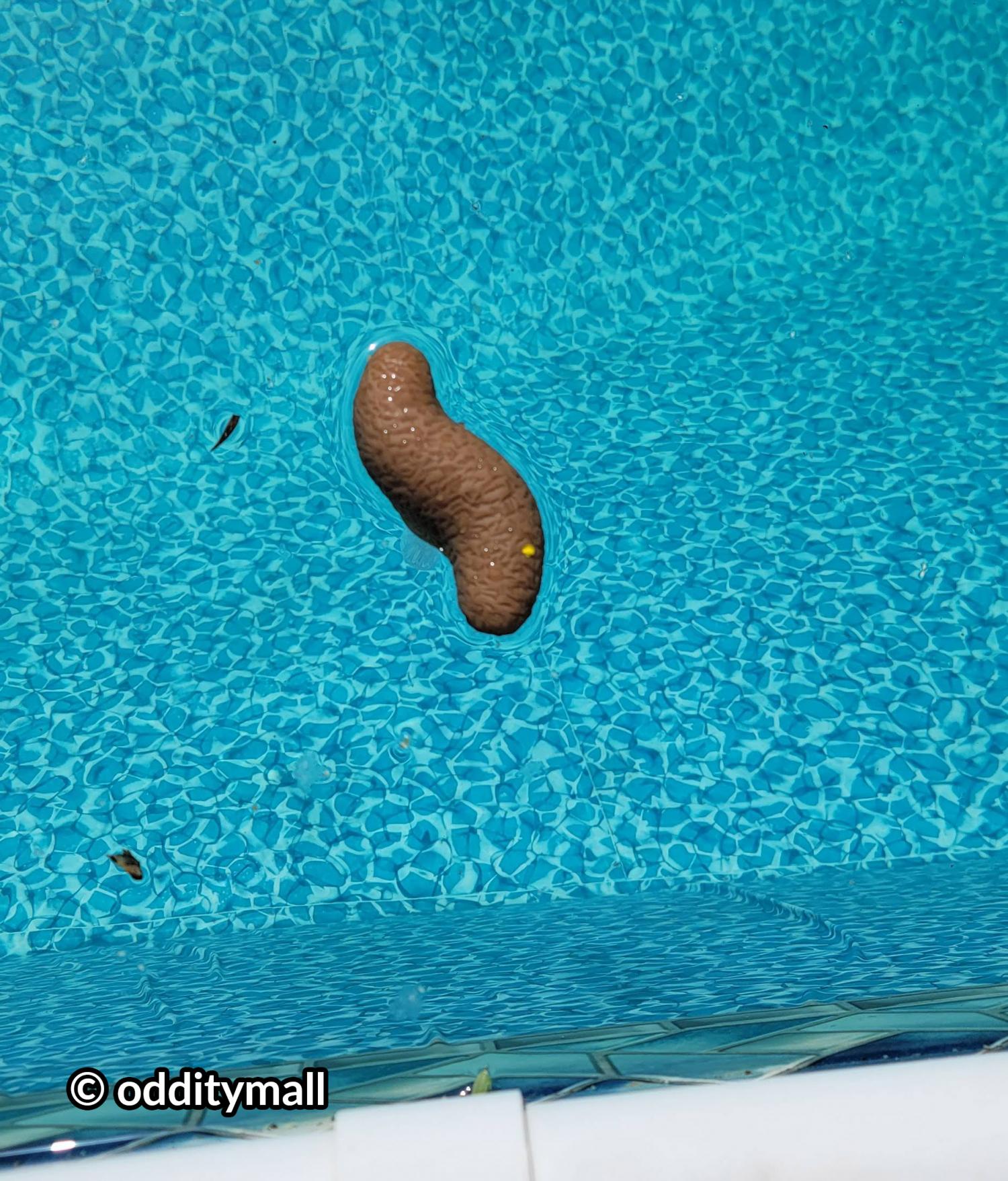 Poop Shaped pool thermometer - poo thermometer