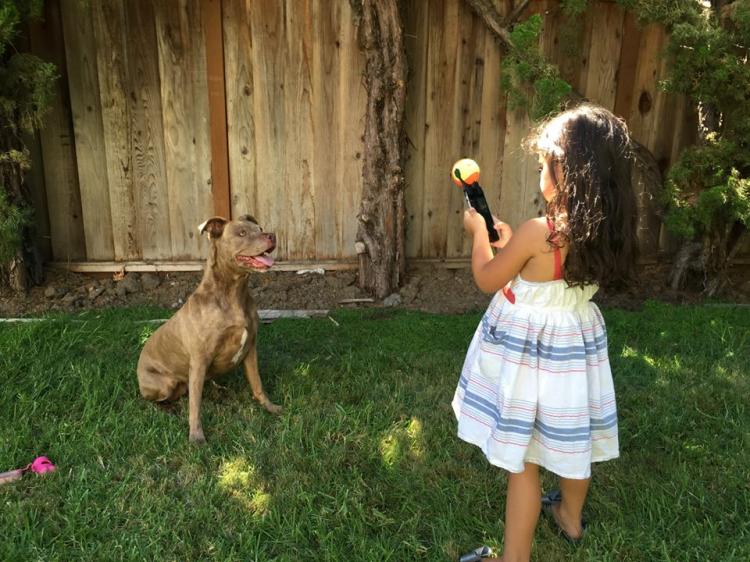 Pooch Selfie - Smart Phone Ball Holder For Dog Selfies