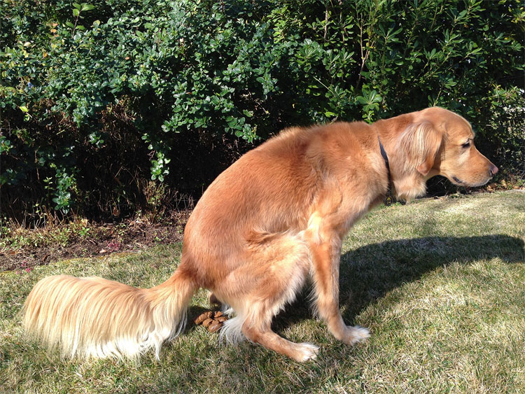 Pooping Dogs Calendar 2015