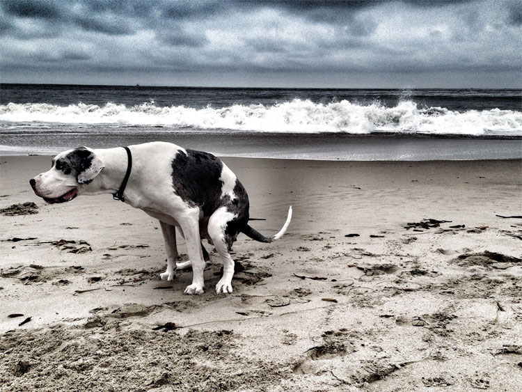 Pooping Dogs Calendar 2015