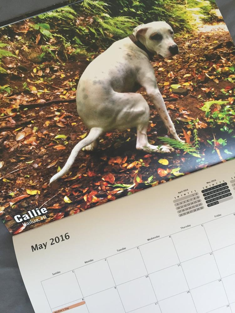 Pooping Dogs Calendar 2016