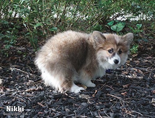 Pooping Pooches 2017 - Pooping Dogs Calendar 2017