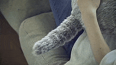 Qooboo Robotic Fake Cat That Wags Its Tail - Weird fake cat robot