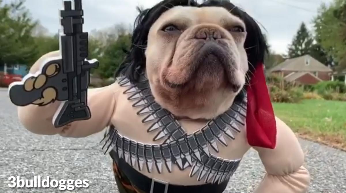 Rambo Dog Costume - French Bulldog Rambo Halloween Costume