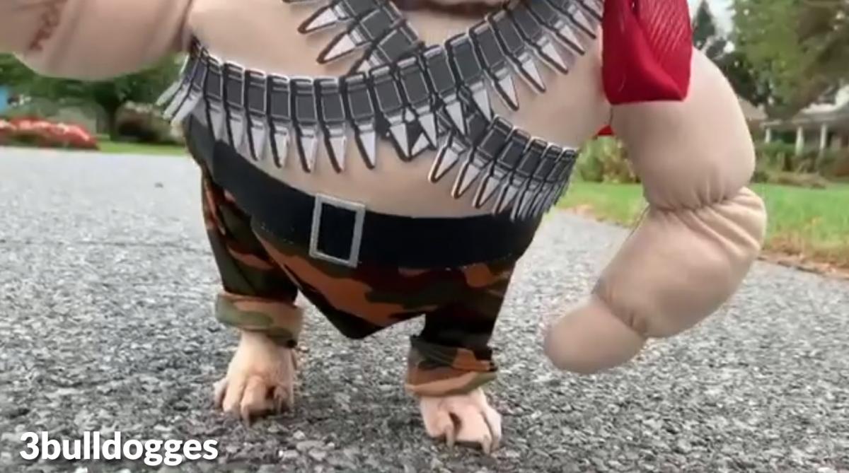 Rambo Dog Costume - French Bulldog Rambo Halloween Costume