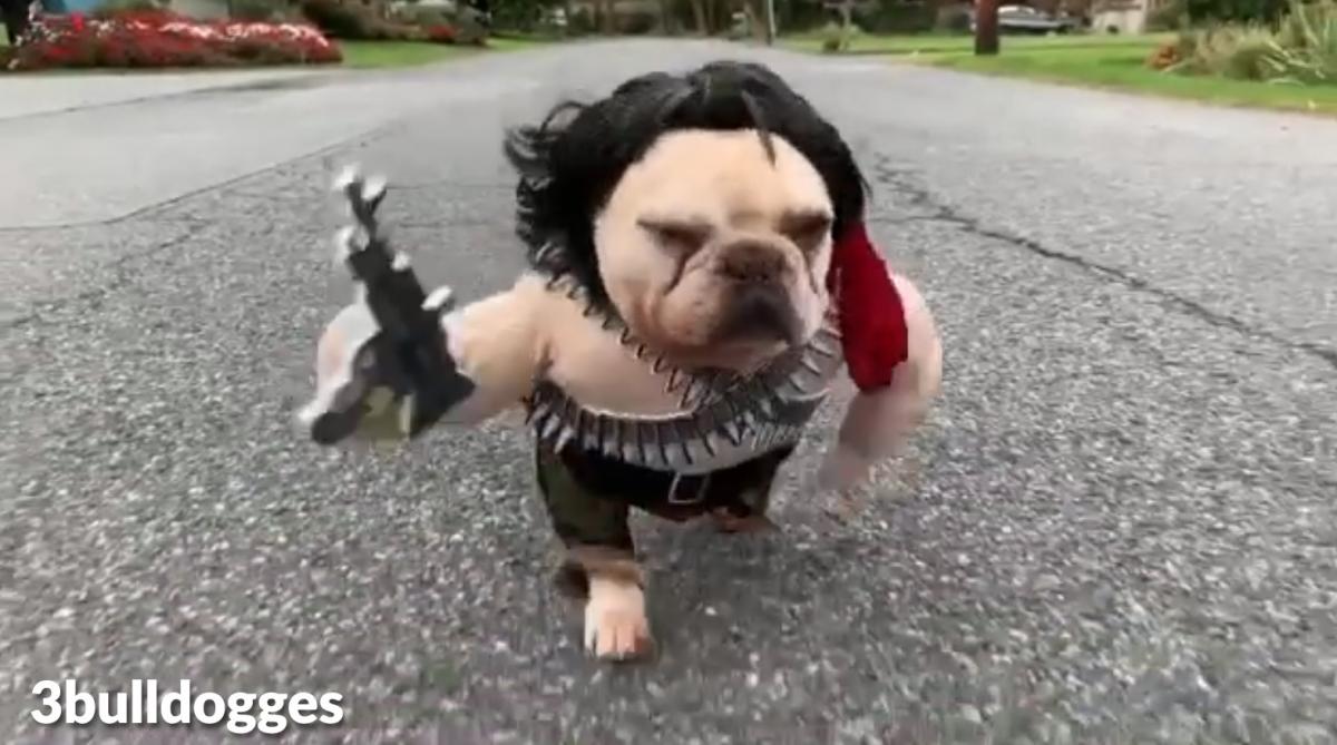 Rambo Dog Costume - French Bulldog Rambo Halloween Costume