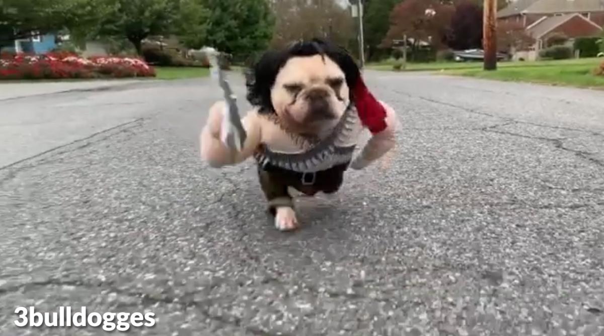 Rambo Dog Costume - French Bulldog Rambo Halloween Costume