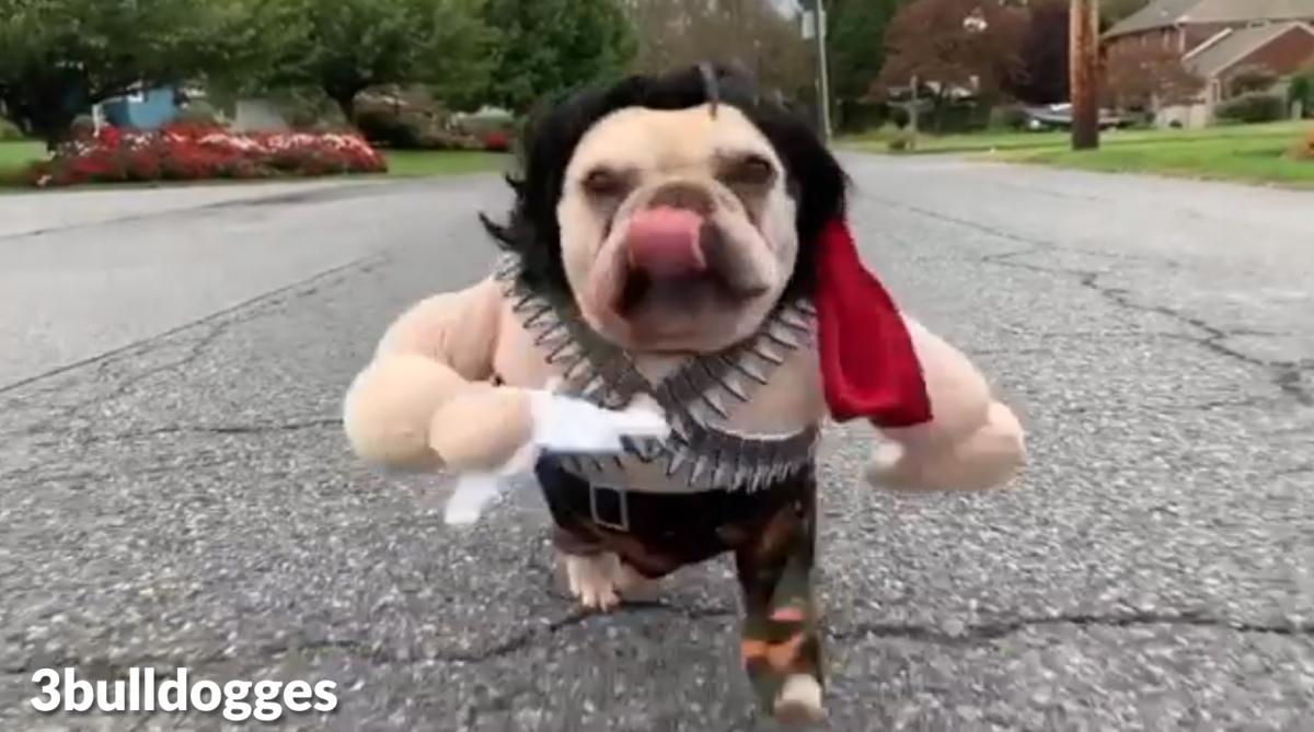 Rambo Dog Costume - French Bulldog Rambo Halloween Costume