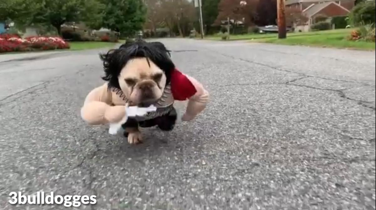 Rambo Dog Costume - French Bulldog Rambo Halloween Costume