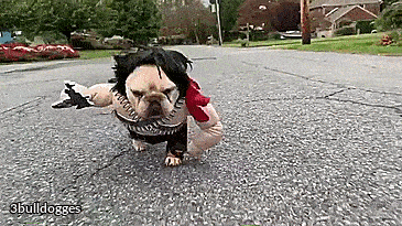 Rambo Dog Costume - French Bulldog Rambo Halloween Costume