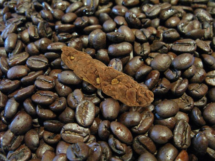 Really Shitty Coffee