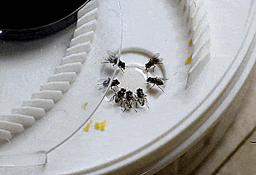 Rotating Fly Trap - Revolving Electronic Housefly trap