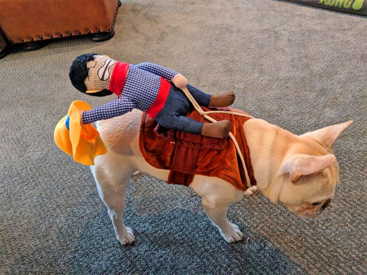 Rodeo Cowboy Dog Costume