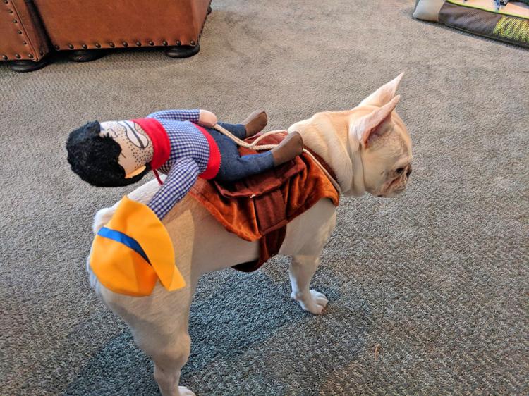 Rodeo Cowboy Dog Costume