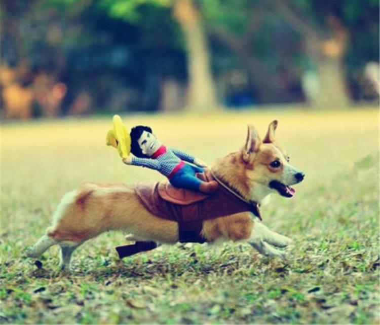 Rodeo Cowboy Dog Costume - Ride-em cowboy Halloween dog costume