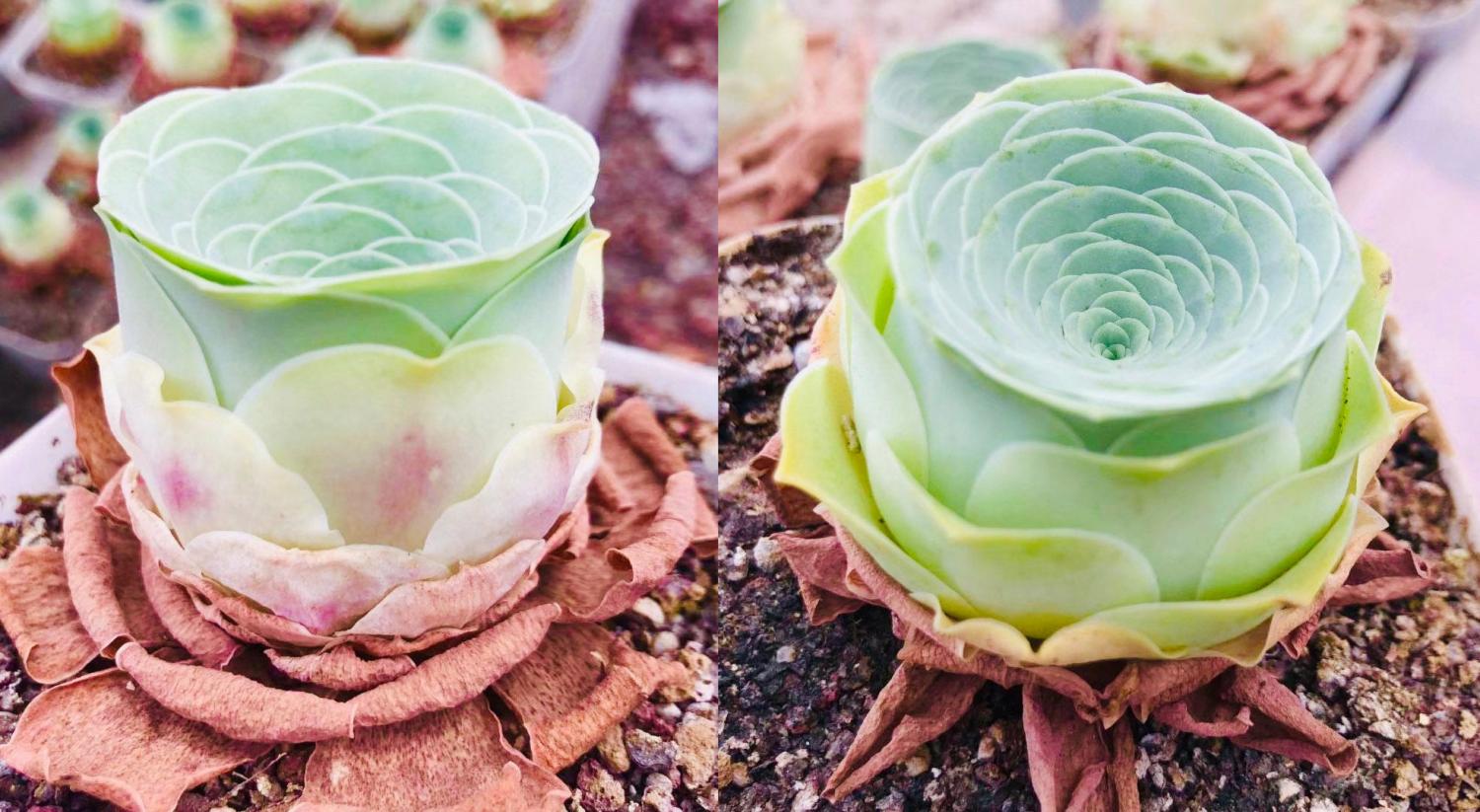 Rose succulents