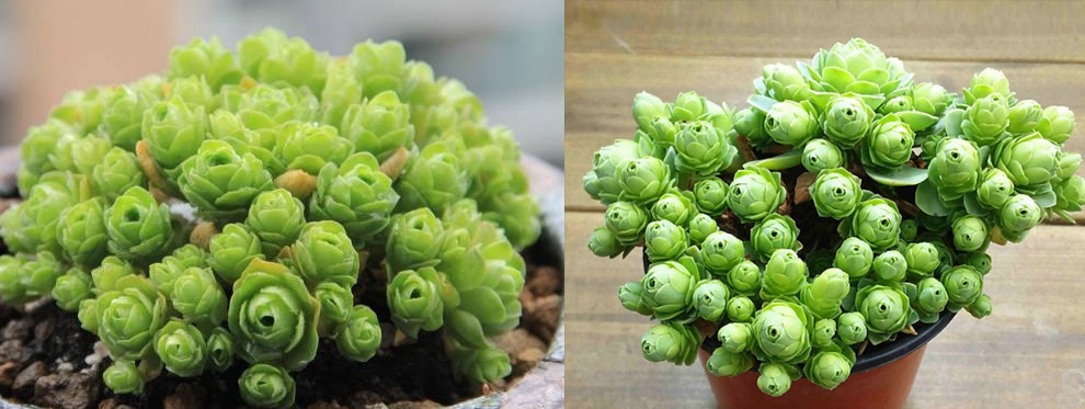 Rose succulents