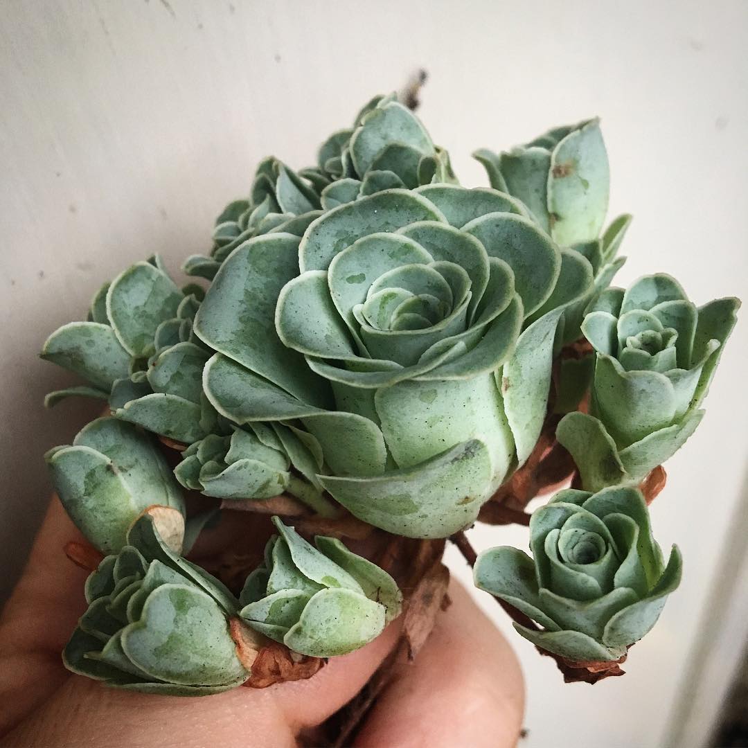 Rose succulents