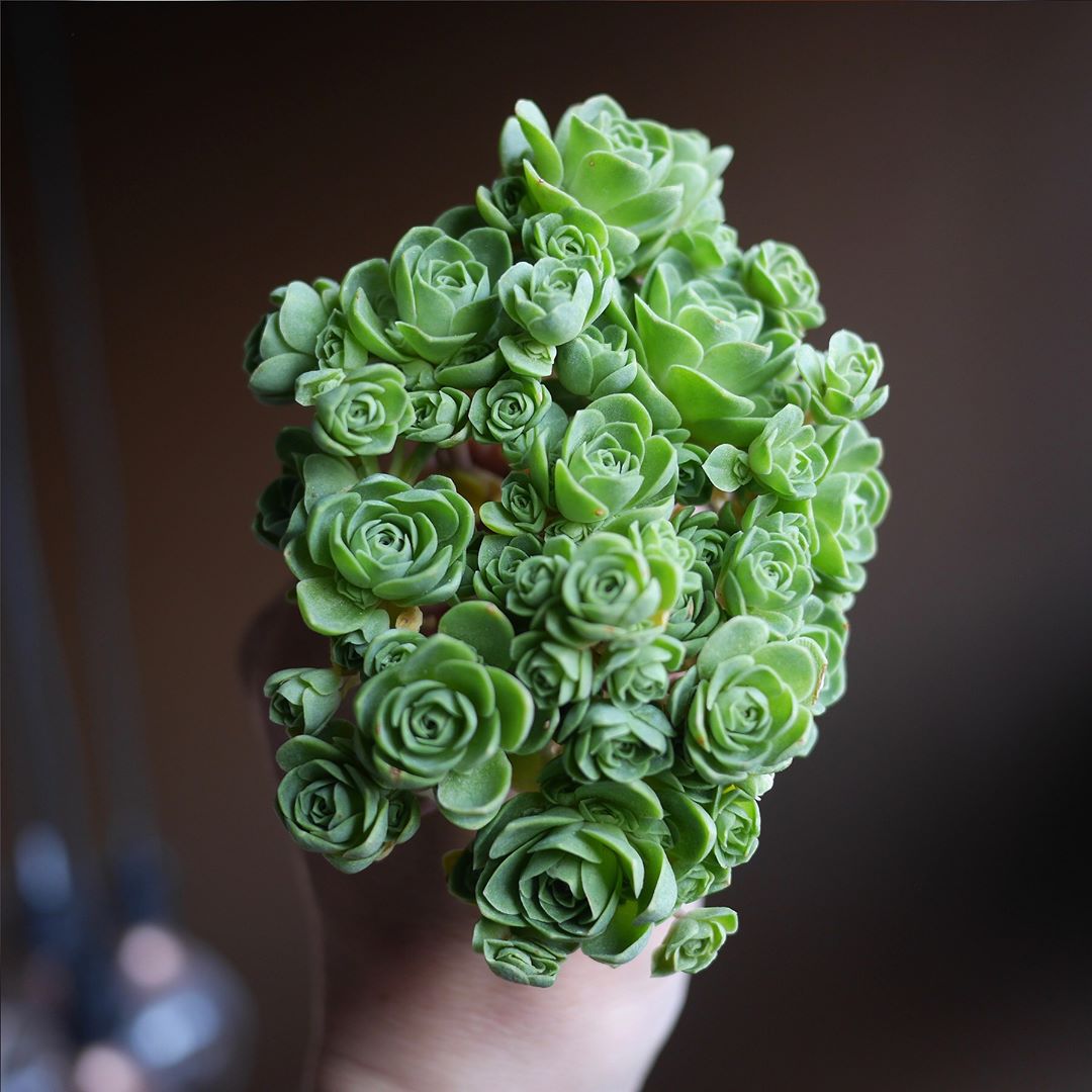Rose succulents