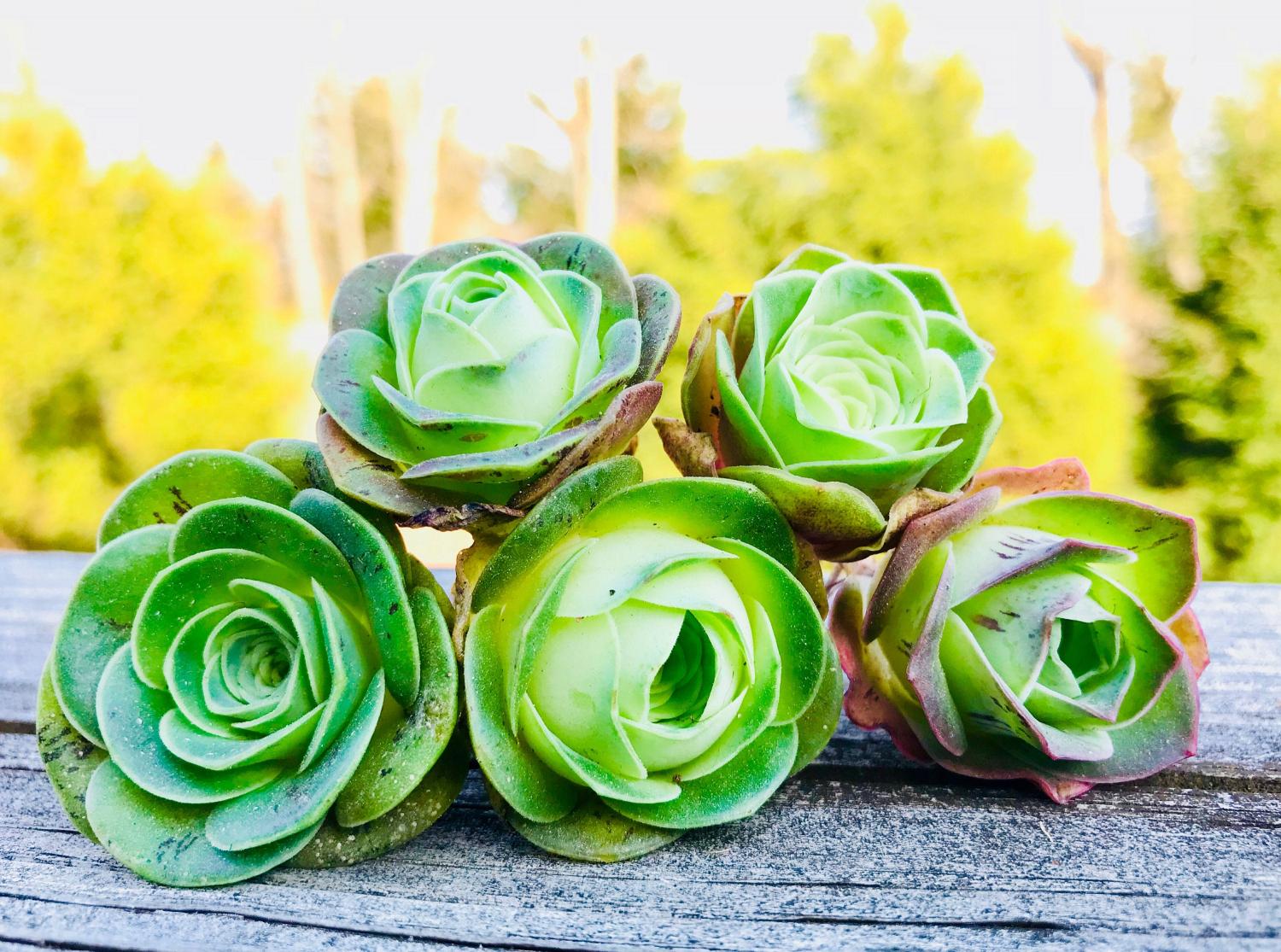 Rose succulents