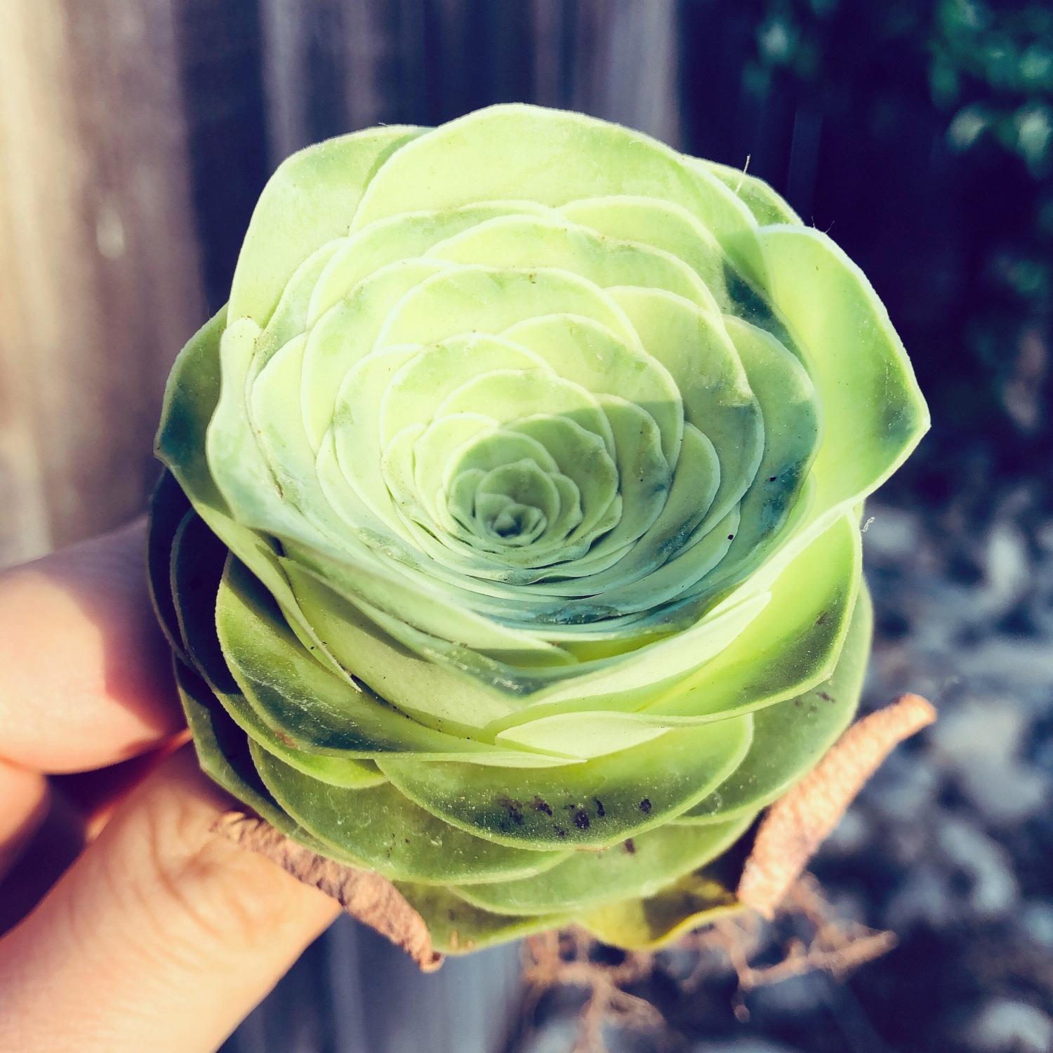 Rose succulents