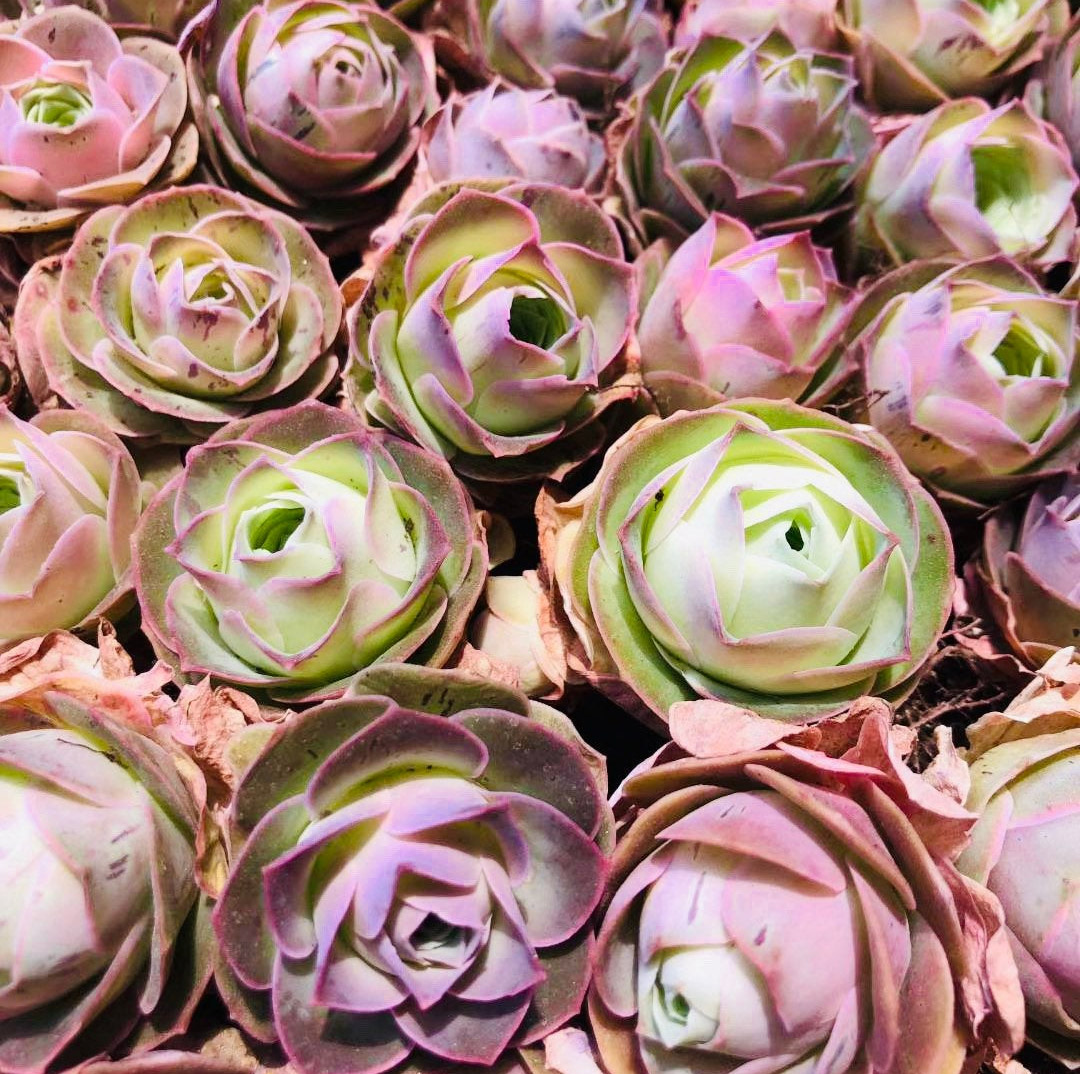 Rose succulents