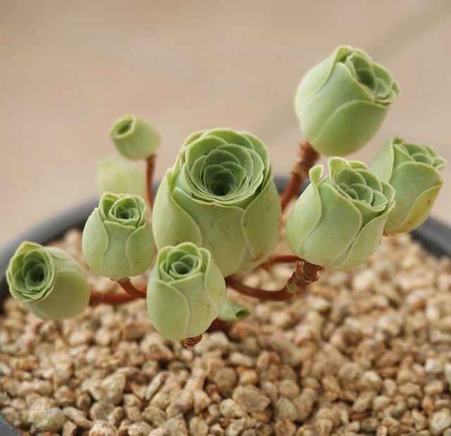 Rose succulents