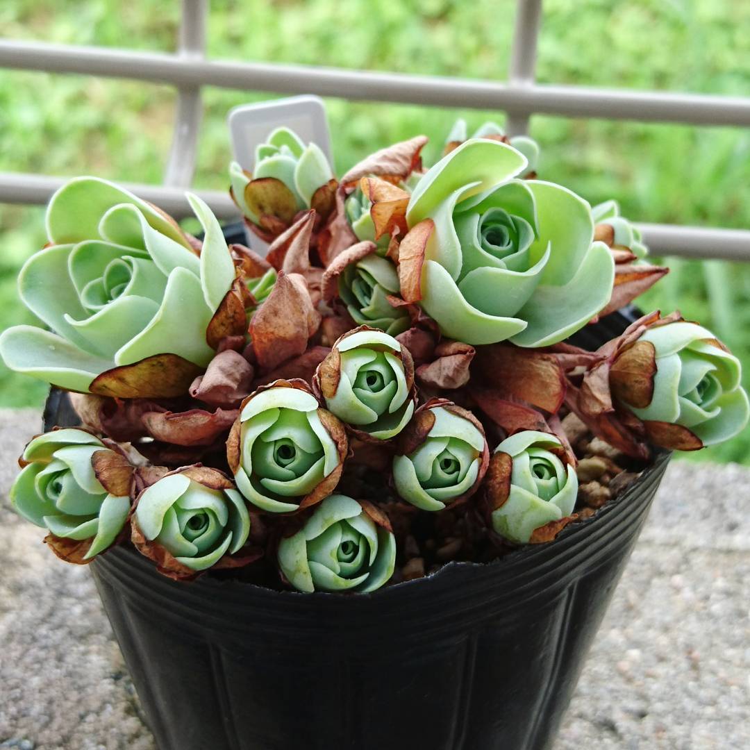 Rose succulents