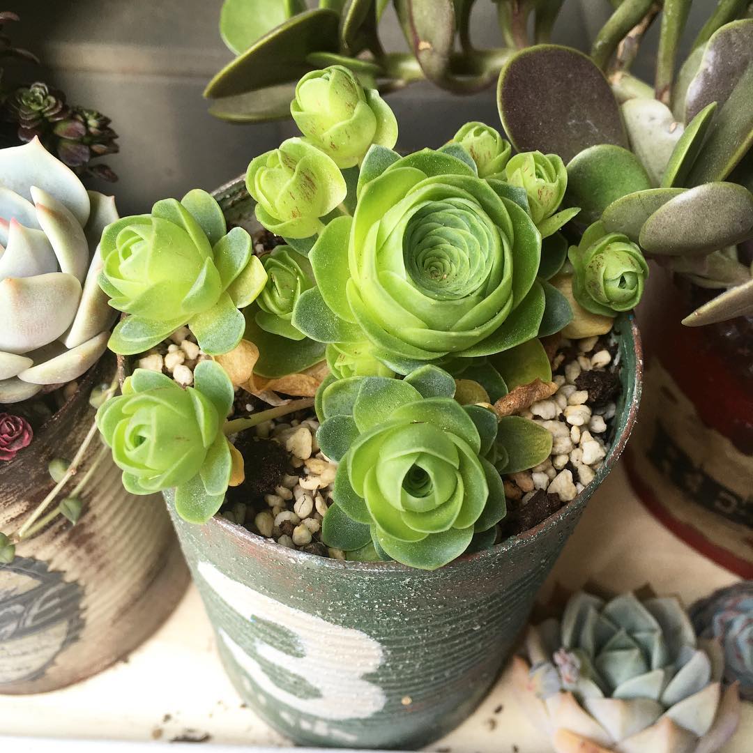 Rose succulents