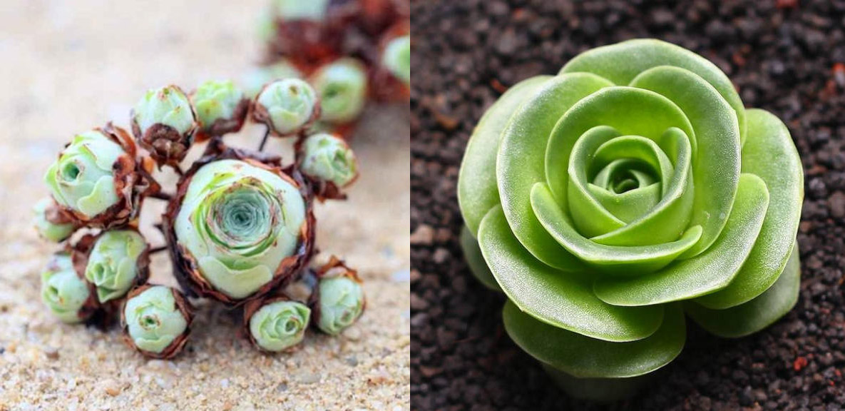 Rose succulents