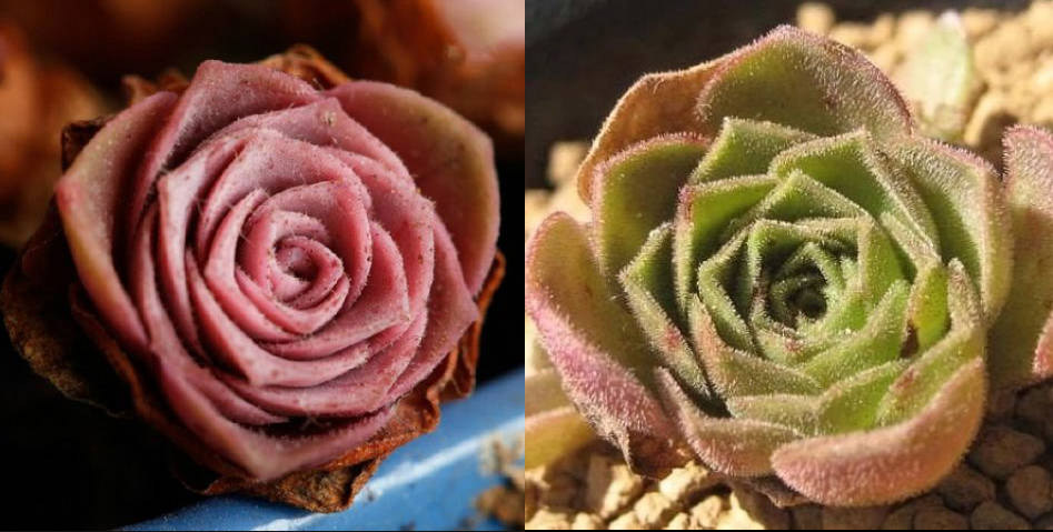 Rose succulents
