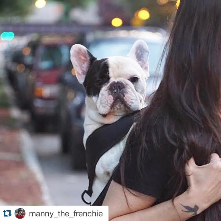 Dog Carrier Backpack
