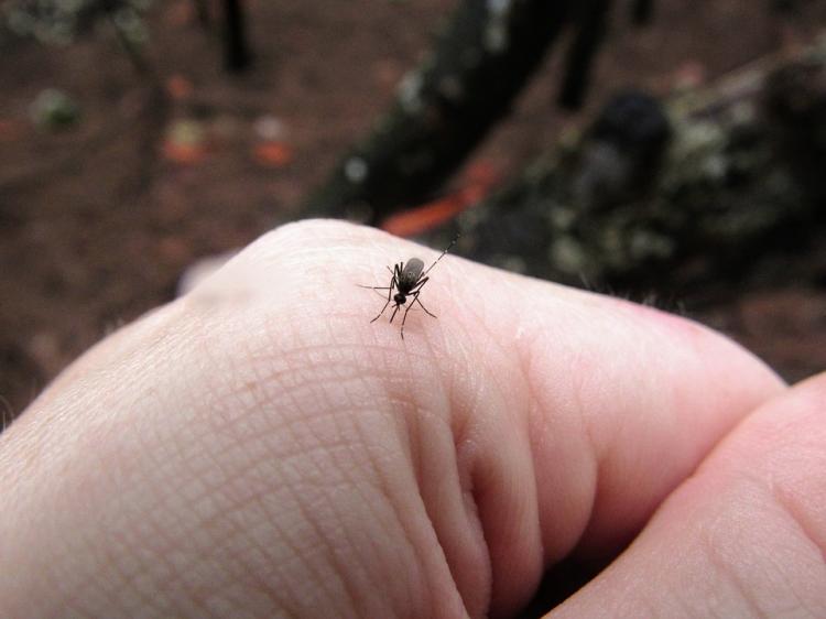 Best mosquito blocking clothing