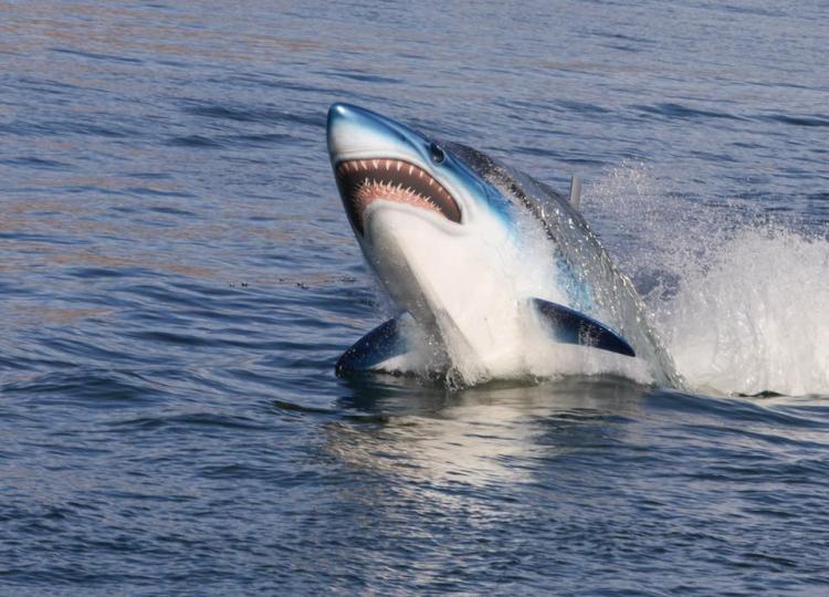 SeaBreacher Dolphin Inspired Jet Powered Watercraft Submarine Hybrid