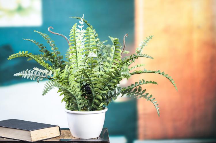 Dropcam Accessories - Hide camera in plant