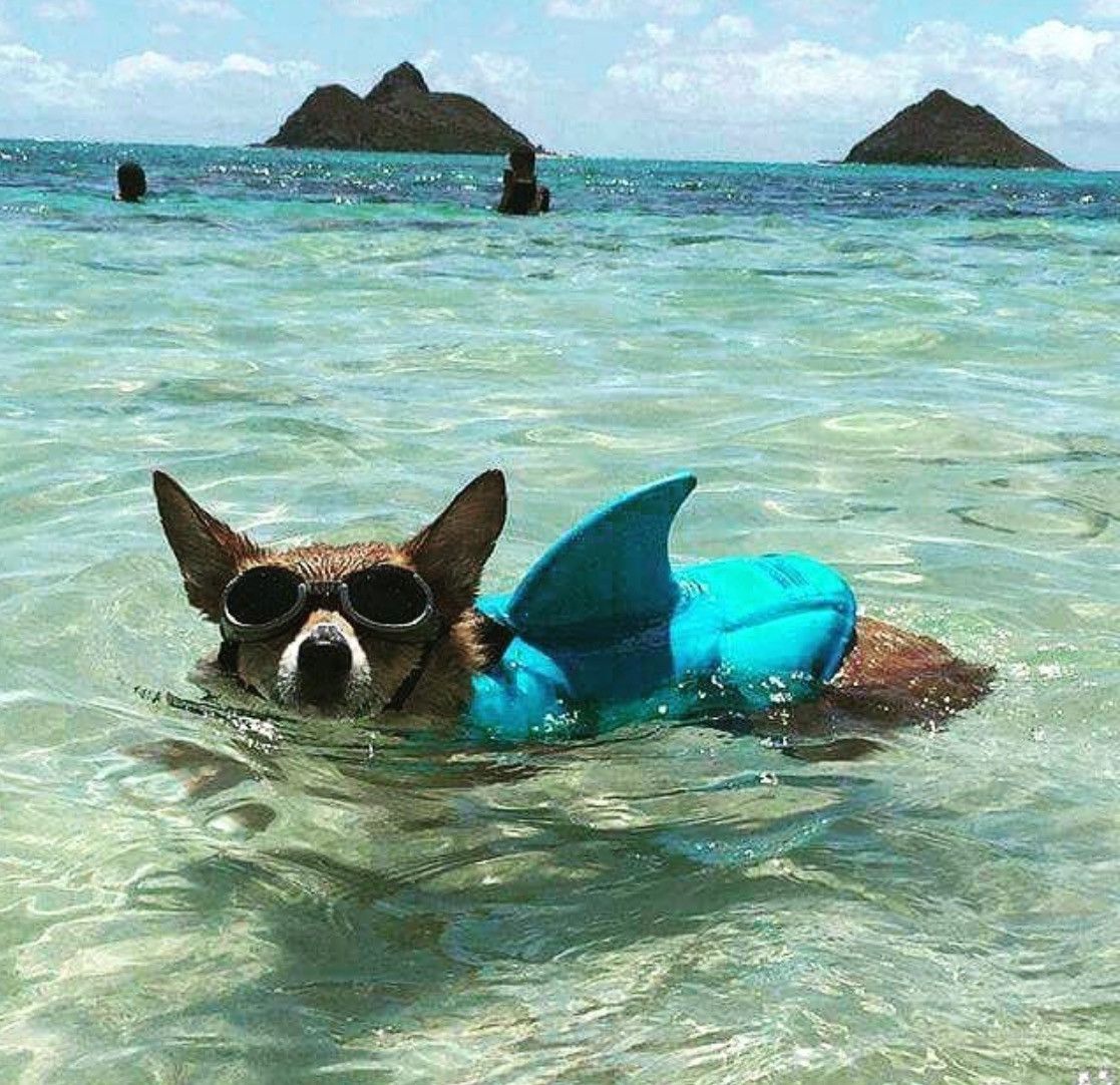 Shark Fin Dog Life Jacket - Dorsal fin dog life jacket