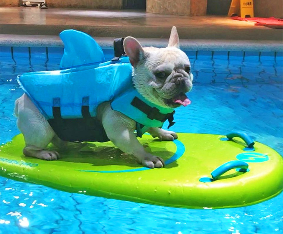 Shark Fin Dog Life Jacket - Dorsal fin dog life jacket