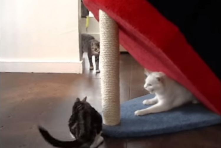 Titanic Cat Playground