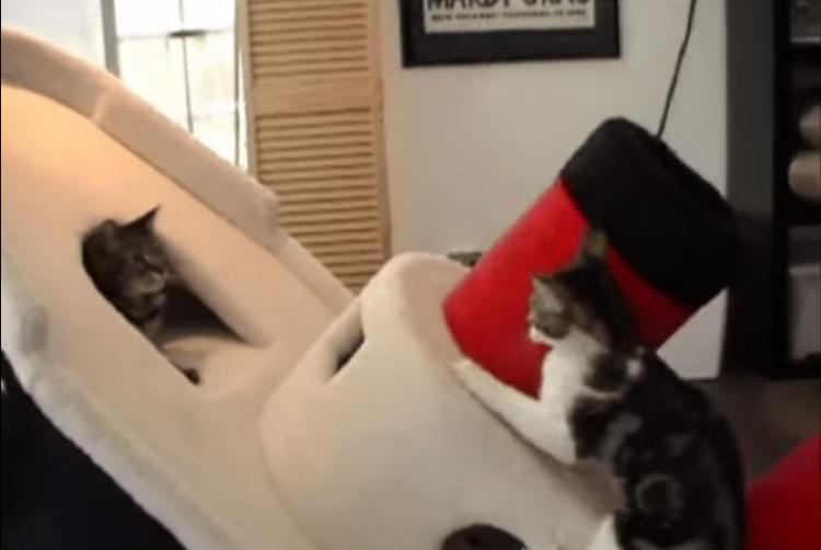 Titanic Cat Playground