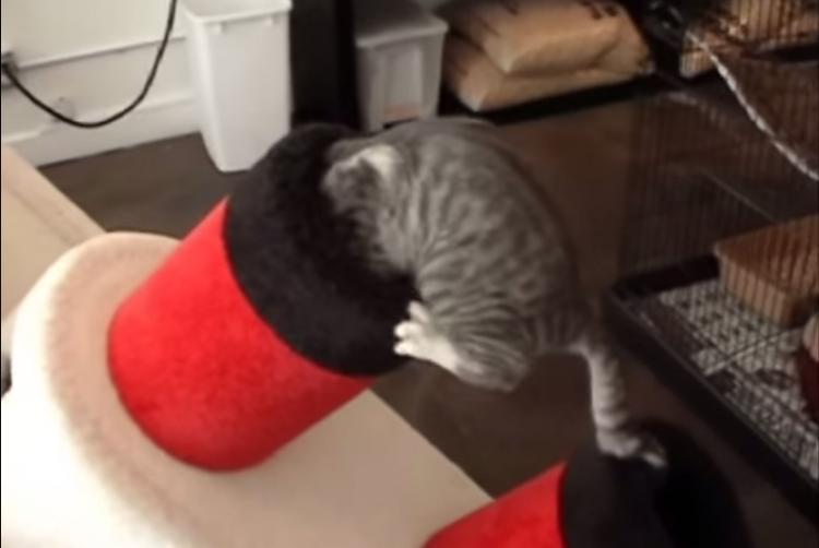 Titanic Cat Playground