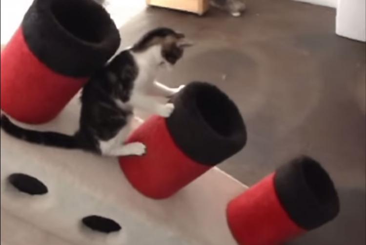 Titanic Cat Playground