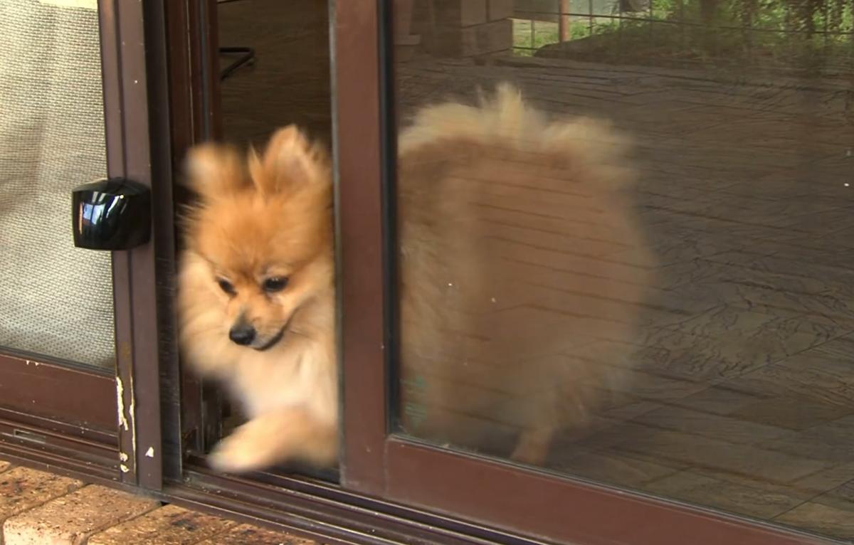 AutoSlide Automatic Sliding Glass Door Opener For Dogs - Dog collar sensor door opener
