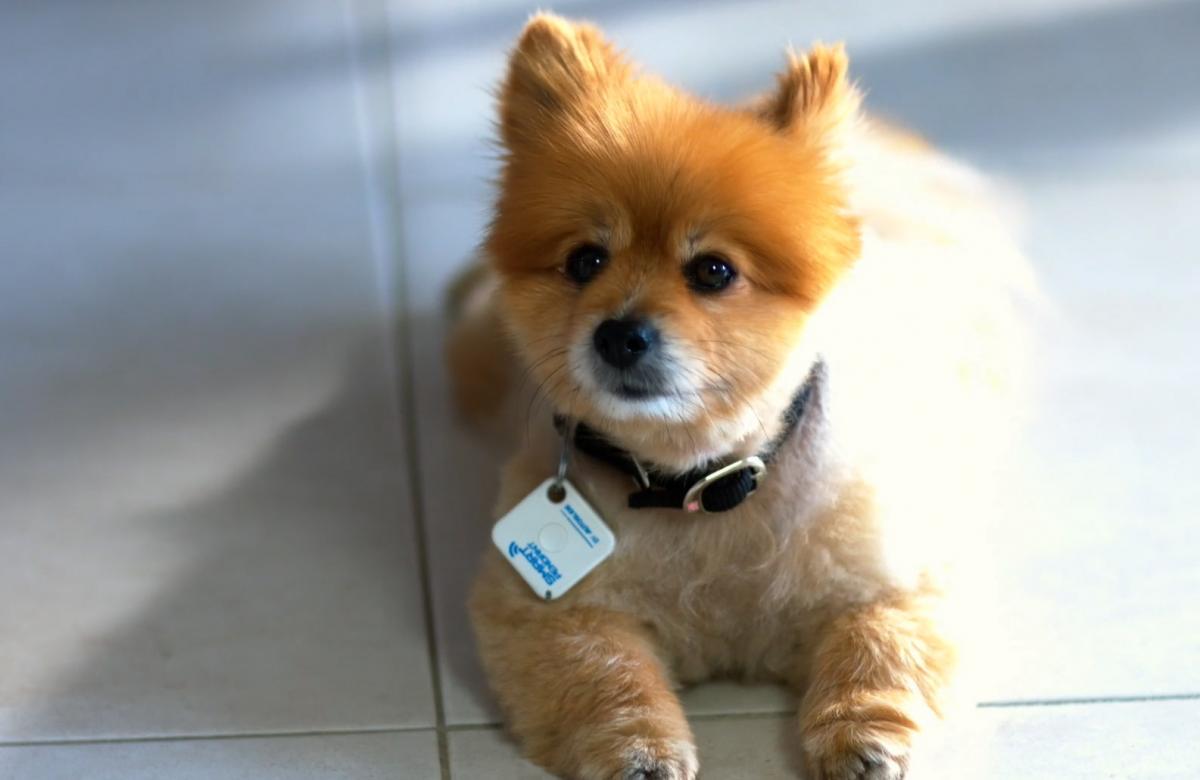 AutoSlide Automatic Sliding Glass Door Opener For Dogs - Dog collar sensor door opener