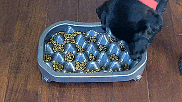 Neater Pets Slow Feeding Dog Bowl - Ridges slow-feed dog tray